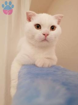 Scottish Fold Yakışıklı Oğlum Eş Arıyor