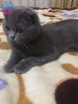 Scottish Fold Kızımıza Damat Arıyoruz