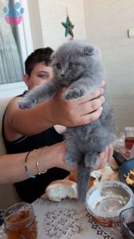 British Shorthair 3 Yaşında Oğlumuza Eş Arıyoruz