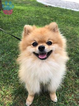 Pomeranian Boo Yakışıklı Oğlumuza Eş Arıyoruz