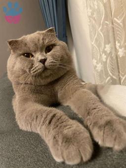 Scottish Fold Tecrübeli Kedime Eş Arıyorum