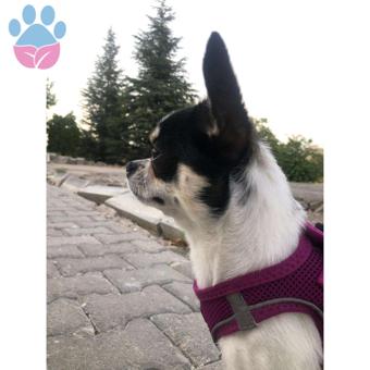 Chihuahua 1 Yaşındaki Köpeğime Eş Arıyorum