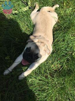 Pug Cinsi Köpeğime Acil Eş Arıyorum