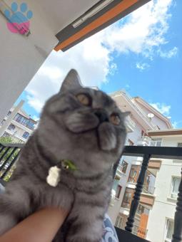 British Shorthair Oğluma Gelin Arıyorum