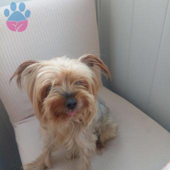 Yorkshire Terrier 3 Yaşındaki Gofretime Eş Arıyorum