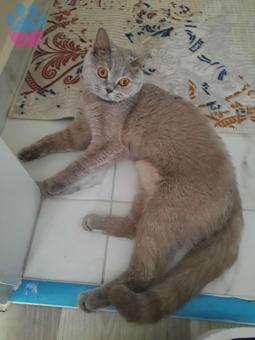 British Shorthair Kedime Acil Erkek Eş Arıyoruz