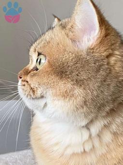 British Shorthair Golden Erkek Kedime Eş Arıyorum