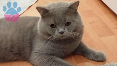 British Shorthair 1.5 Yaşında Kedime Eş Arıyorum