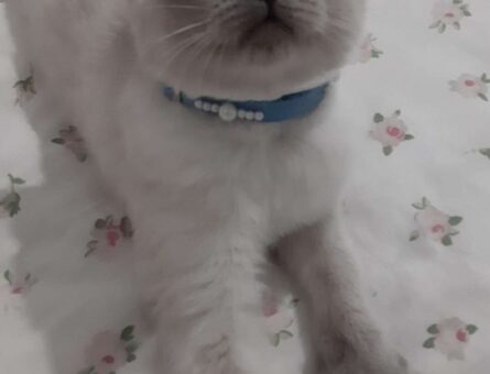 British Shorthair 7.5 Aylık Erkek Kedime Eş Arıyorum