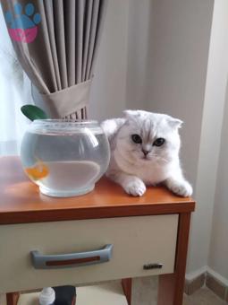 Scottish Fold 1 Yaşında Kedime Eş Arıyorum