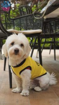 Maltese Terrier Sevimli Kedime Eş Arıyorum