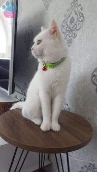 British Shorthair Oğlumuza Eş Arıyoruz 1 Yaşında