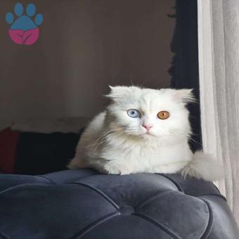 Scottish Fold Kızıma Eş Arıyoruz