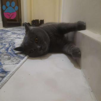 British Shorthair 2 Yaşındaki Kedime Eş Arıyorum