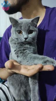 British Shorthair Fıstığımıza Eş Arıyoruz