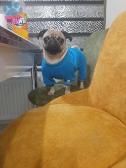 Pug 1.5 Yaşındaki Kızıma Eş Arıyorum