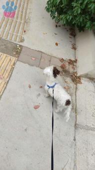 Maltese Terrier 11 Aylık Köpeğime Eş Arıyorum