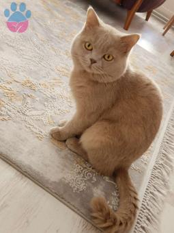 British Shorthair Oğluma Dişi Kedi Arıyoruz