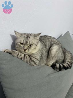 British Shorthair 1 Yaşındaki Kedime Eş Arıyoru