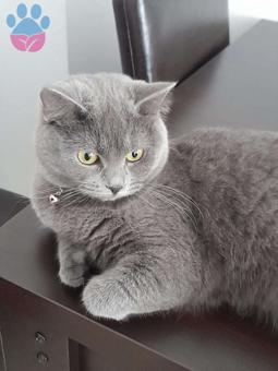 British Shorthair 11 Aylık Kedime Eş Arıyorum