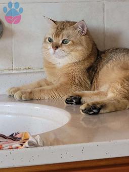 British Shorthair Full Şecereli Oğluma Eş Arıyorum