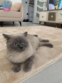 British Shorthair Bluepoint Kedime Acil Eş Arıyoruz