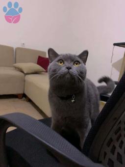 British Shorthair Erkek 8 Aylık Kedime Eş Arıyorum