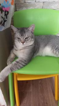 British Shorthair Oğluma Eş Arıyorum 7 Aylık