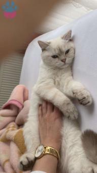 British Shorthair 8 Aylık Kedime Eş Arıyorum