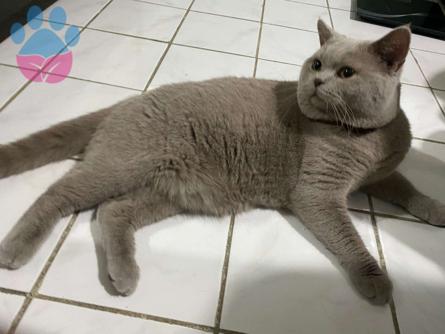 British Shorthair Yakışıklı Oğlum Eş Arıyor