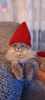 British Longhair Dais’ye Eş Arıyoruz