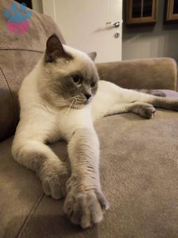 British Shorthair Bluepoint Kedime Eş Arıyorum