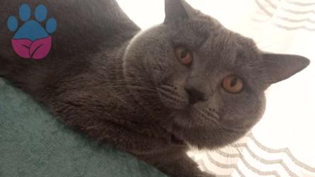 British Shorthair 2 Yaşında Kedime Eş Arıyorum