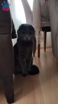 Scottish Fold 11 Aylık Kızıma Eş Arıyorum