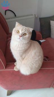 Scottish Fold Oğlumuza Eş Aranıyor