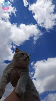 Scottish Fold Kedime Eş Arıyorum