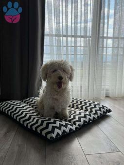 Toy Poodle Oğluma Eş Arıyorum