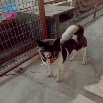 Akita Inu 2 Yaşında Köpeğime Eş Arıyorum