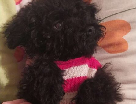 Maltipoo Cins Oğlumuza Eş Arıyoruz