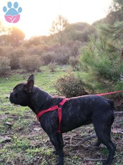 French Bulldog Kızıma Eş Arıyorum 2 Yaşınd