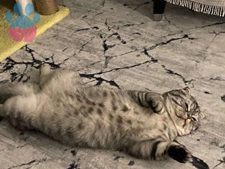 British Shorthair 11 Aylık Kızım Chiwas Eş Arıyor