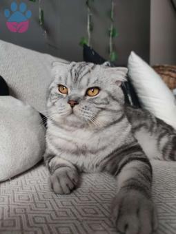 Scottish Fold Oğluma Eş Arıyorum