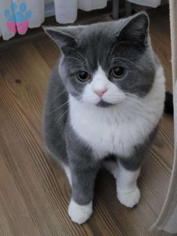 Scottish Fold 1.5 Yaşında Kedime Eş Arıyorum