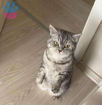 British Shorthair Patik Eş Arıyor 2 Yaşında