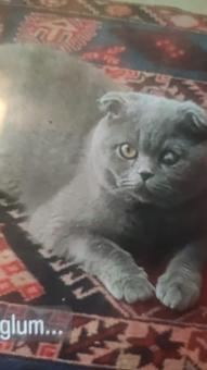 Scottish Fold Kedim Leo Eş Arıyor