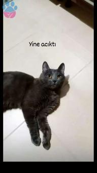 British Shorthair Oğluma Eş Arıyorum 1,5 Yaşında