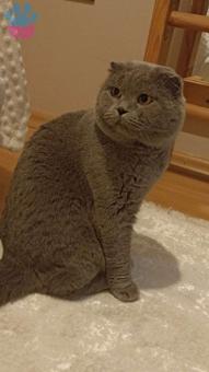 Scottish Fold Oğluma Eş Arıyorum 2 Yaşında