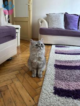 British Longhair Oğlumuza Tatlı Bir Eş Arıyoruz