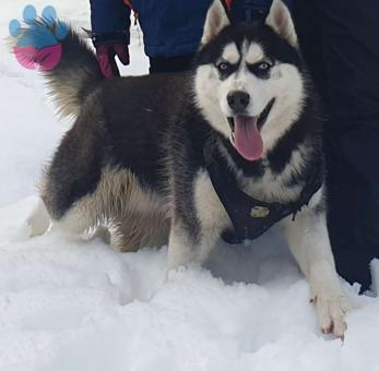 Husky 2 Yaşında Köpeğime Eş Arıyorum