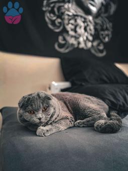 Scottish Fold Safkan Erkek 1.5 Yaşında